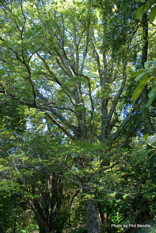 Keith Adams' Beech Tree_Image Awanui Street.jpg