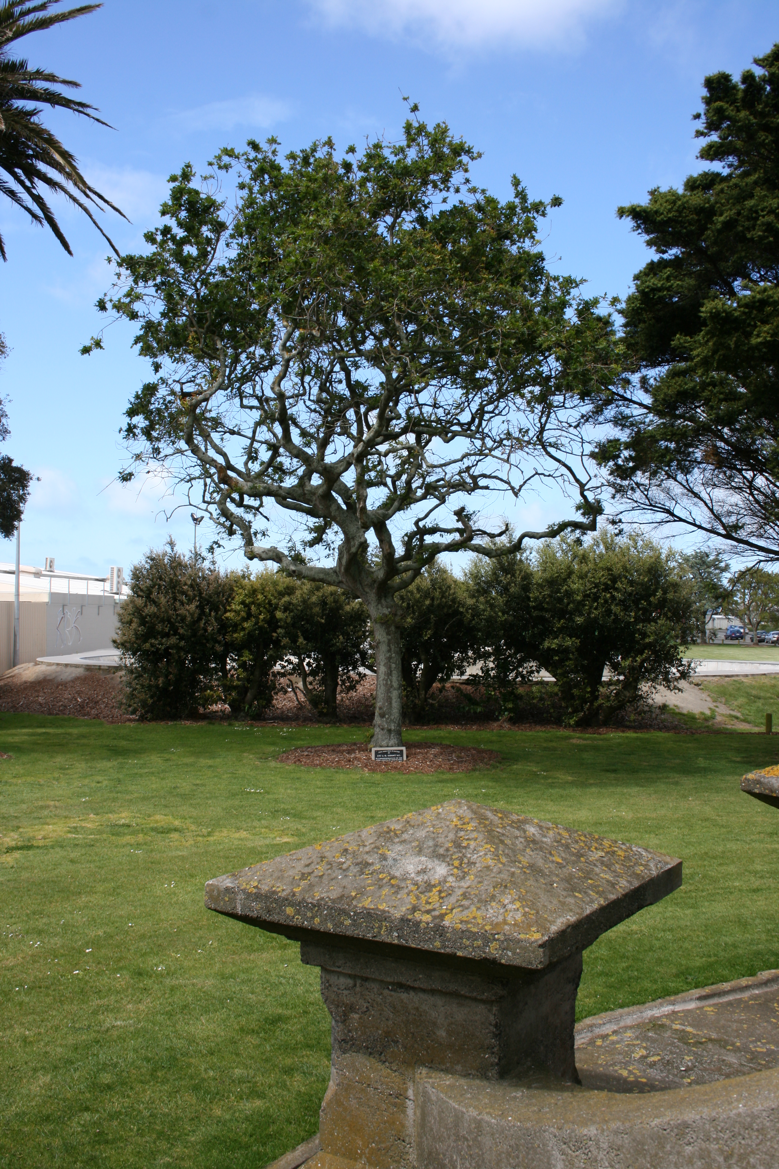 Hawera_Oaks_Grant_008.jpg