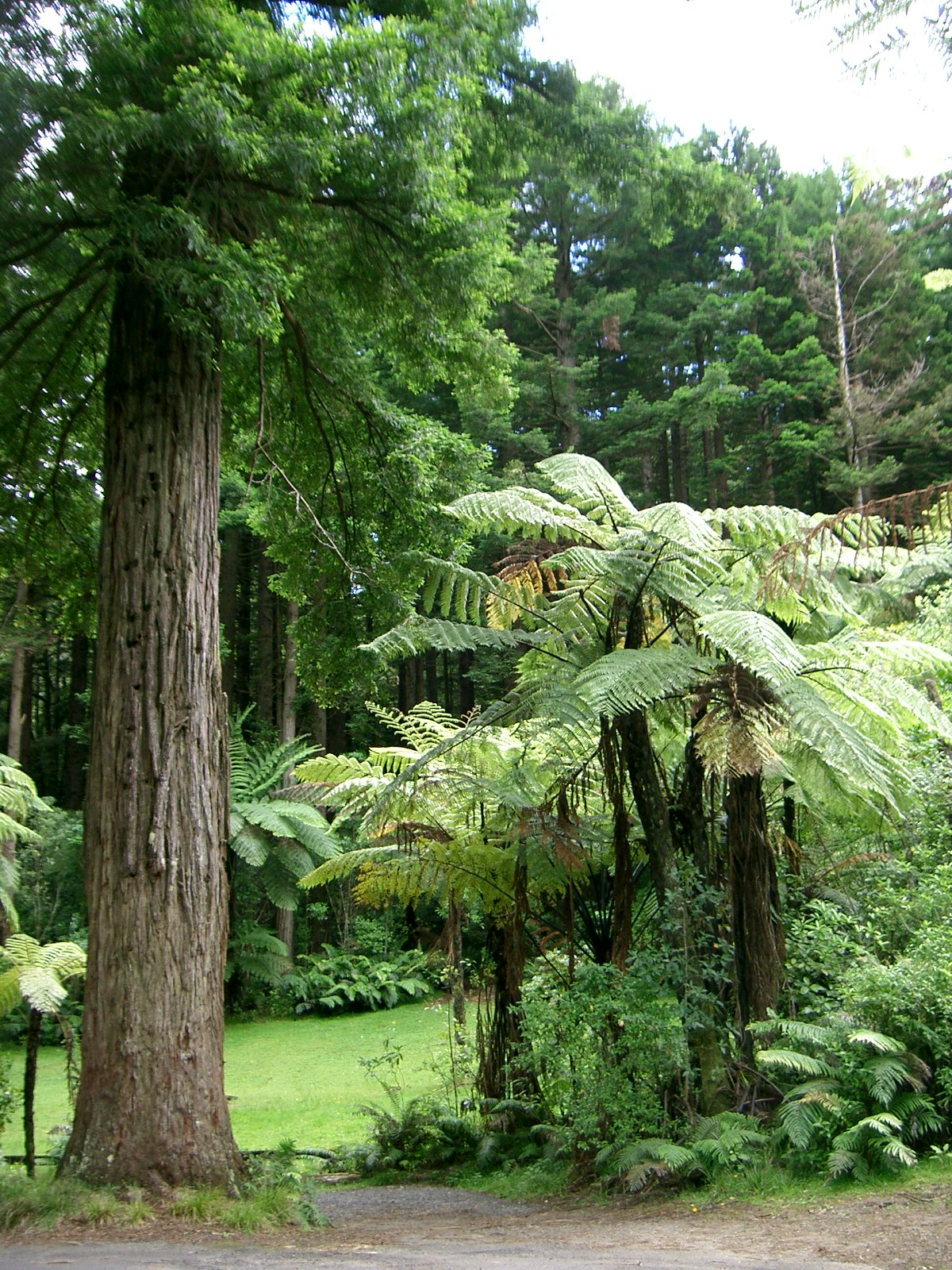 Lucy’s Gully picnic area.JPG