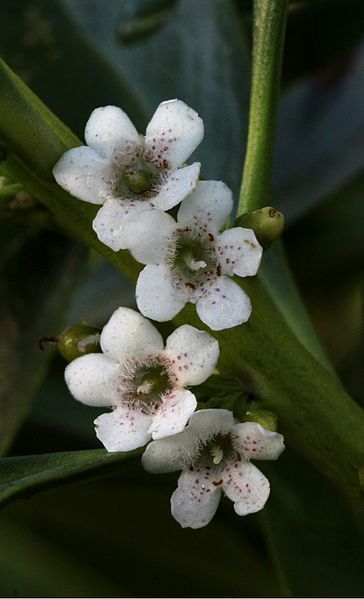 364px-Ngiao_(Myoporum_laetum)_flowers.jpg