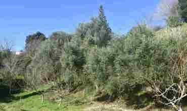 Olive Grove Brois Street For Web