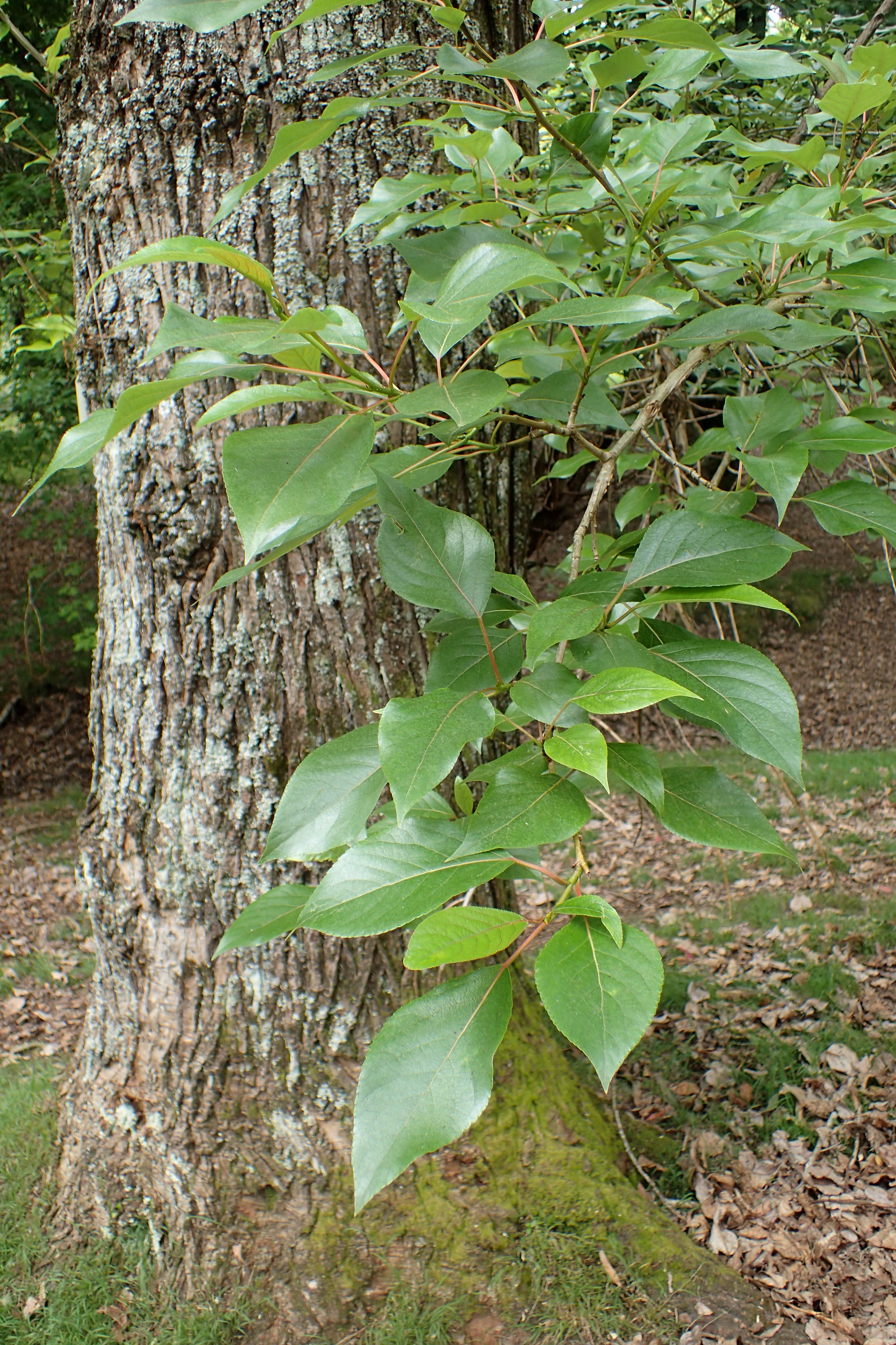 Populus_yunnanensis_kz1.jpg