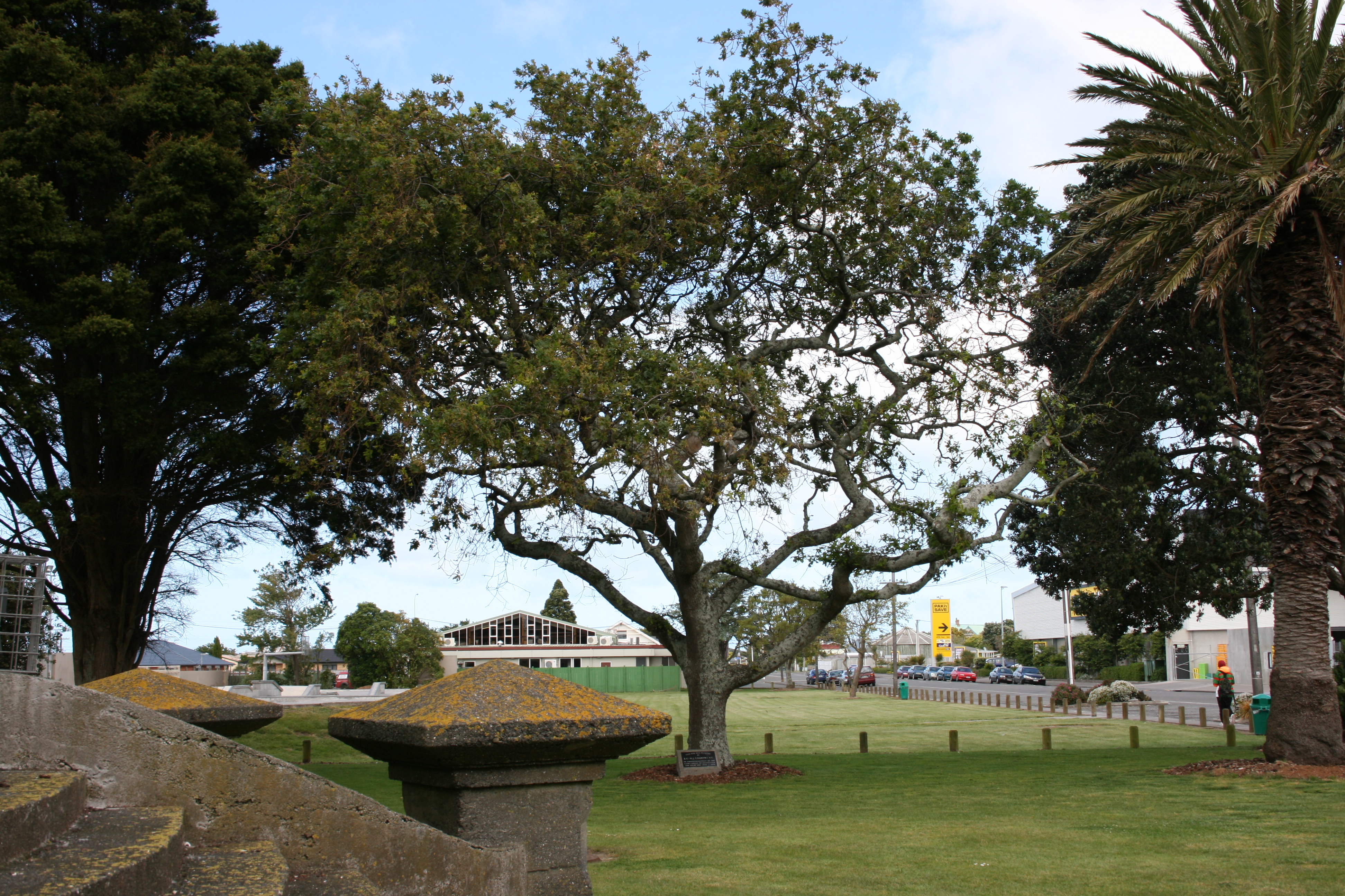 Hawera_Oaks_Laurent_010.jpg