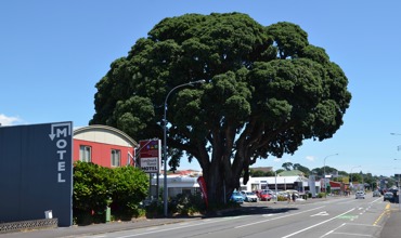 Leach_St_Tree.jpg