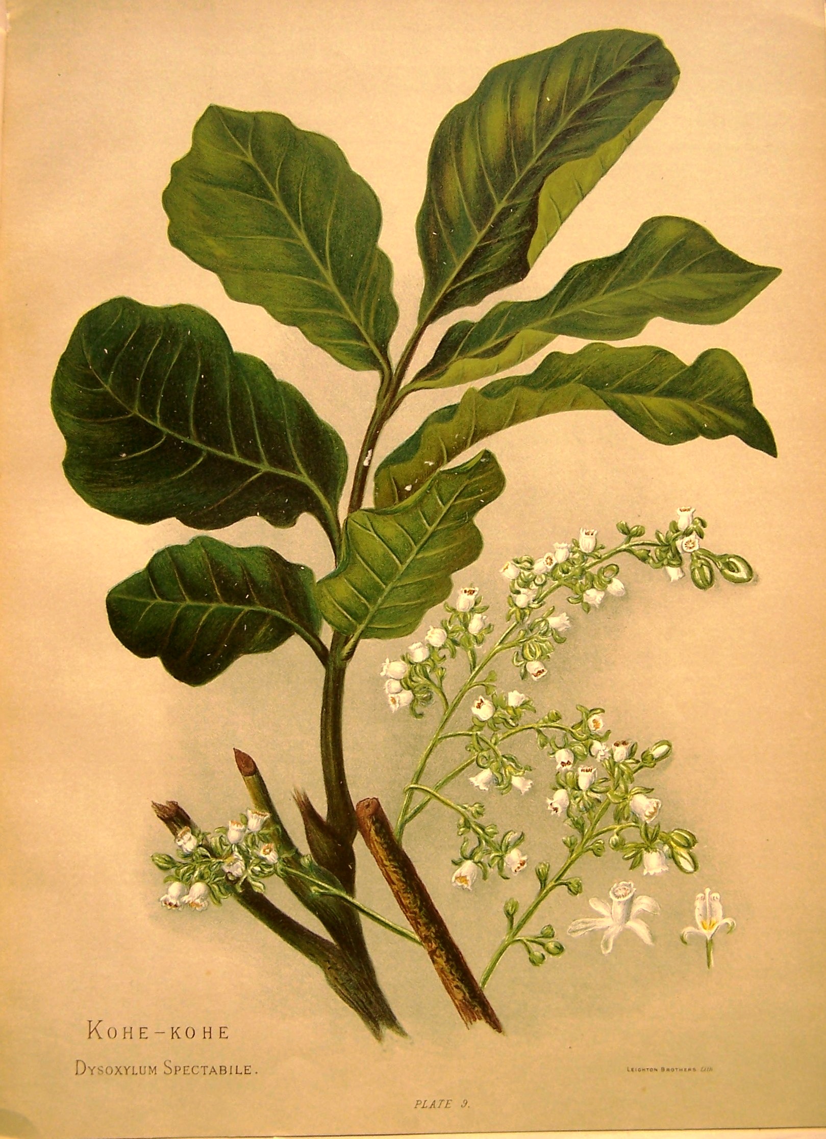 Hetley_Flora_010.jpg