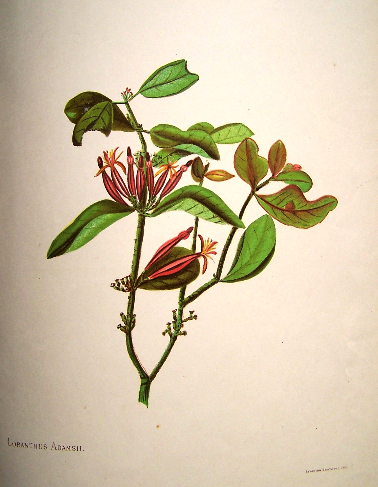 Hetley_Flora_009.jpg