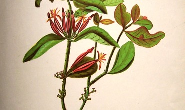Hetley_Flora_009.jpg