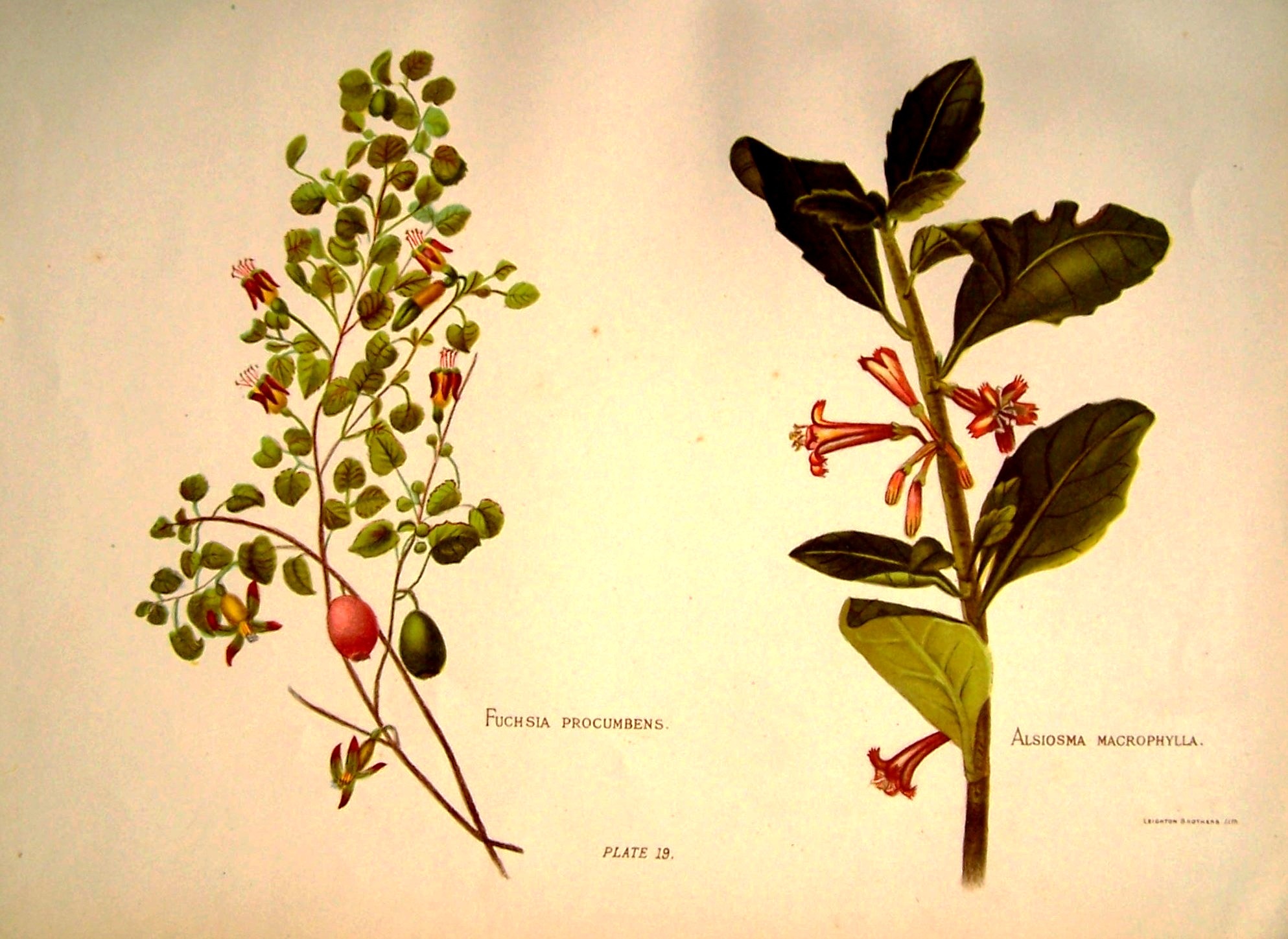 Hetley_Flora_008.jpg