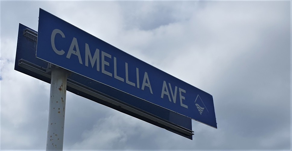 Camellia Avenue For Web