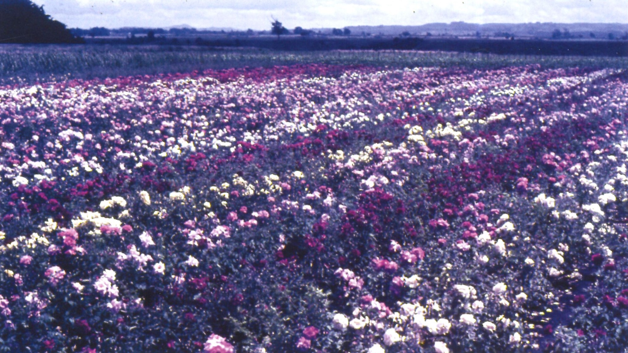 Rose fields on Brown Road in the 1970s. Image from "The growing world of Duncan and Davies" by Alan Jellyman (2011).