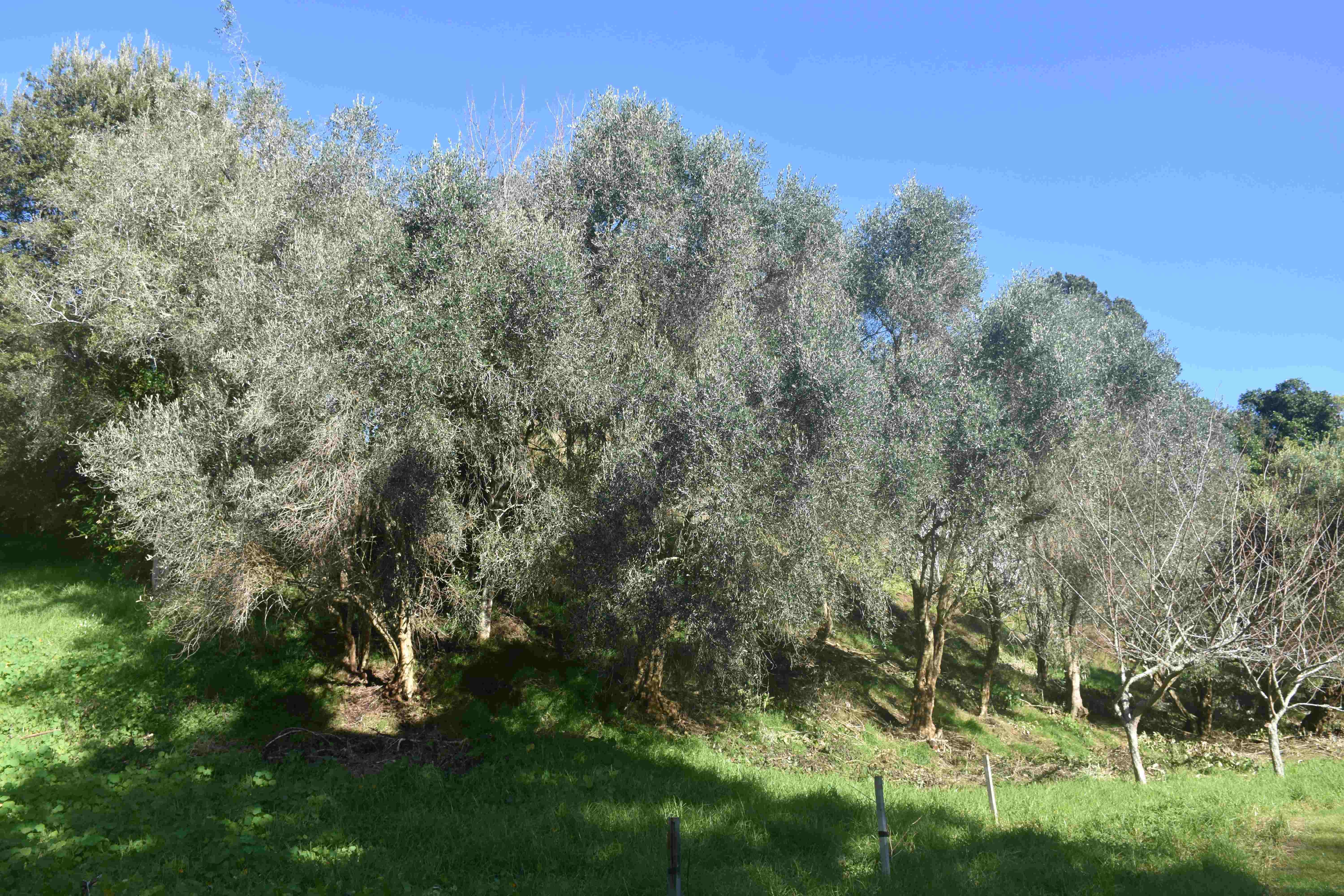Olive Grove Brois Street1 For Web