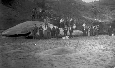 Stranded whale, Opua Beach (9 September 1913). David Duncan. Collection of Puke Ariki (PHO2009-091).