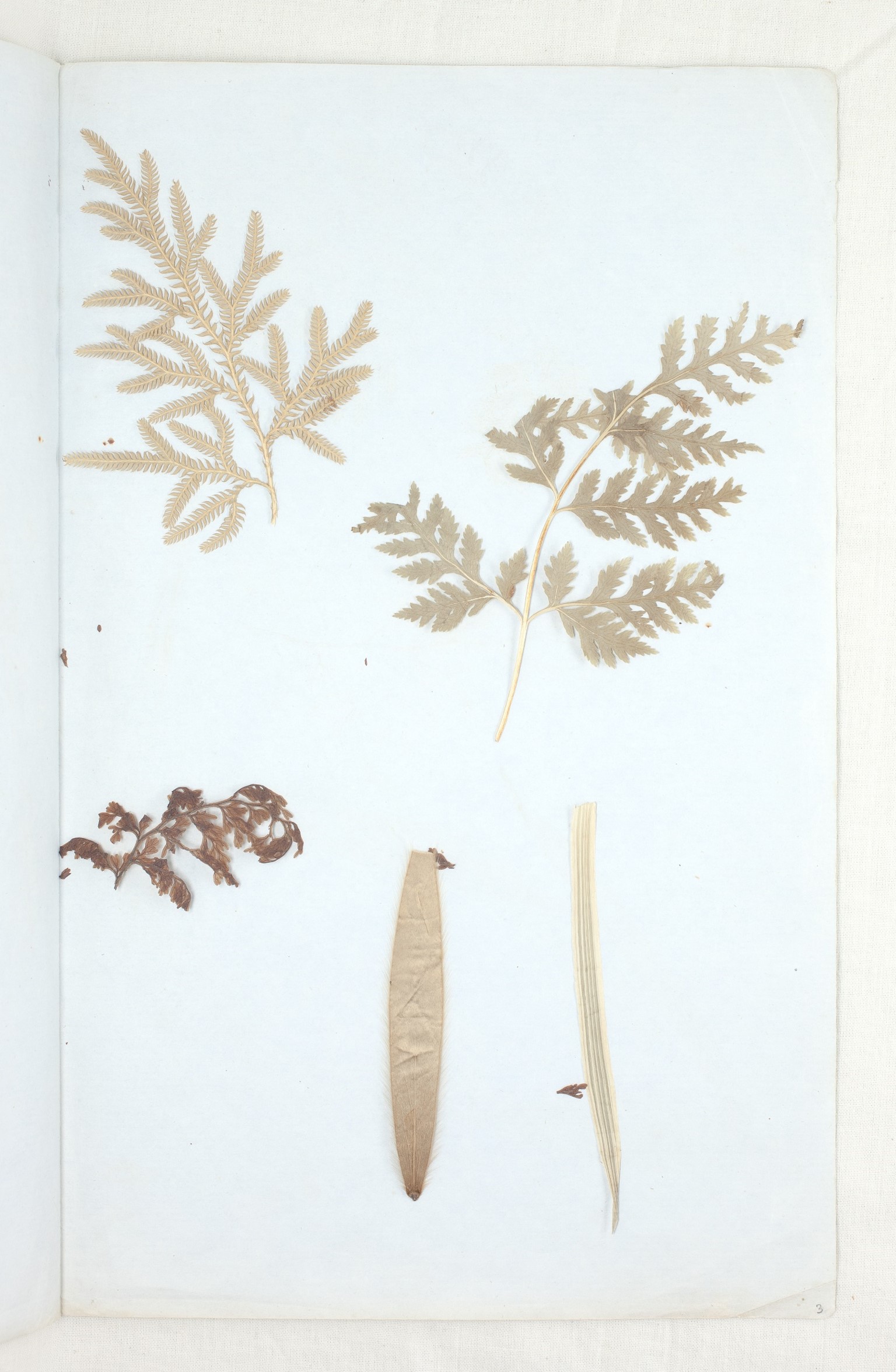 Pressed ferns from Harriet's diary (1860). Collection of Puke Ariki (ARC2010-225).